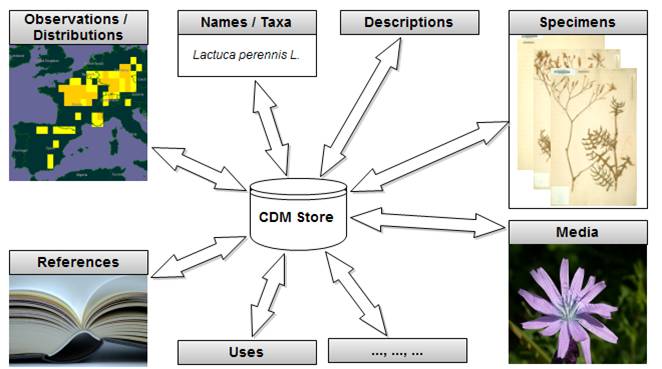 Taxonomic workflow in the CyberPlatform, Kohlbecker et al., 2009he CyberPlatform