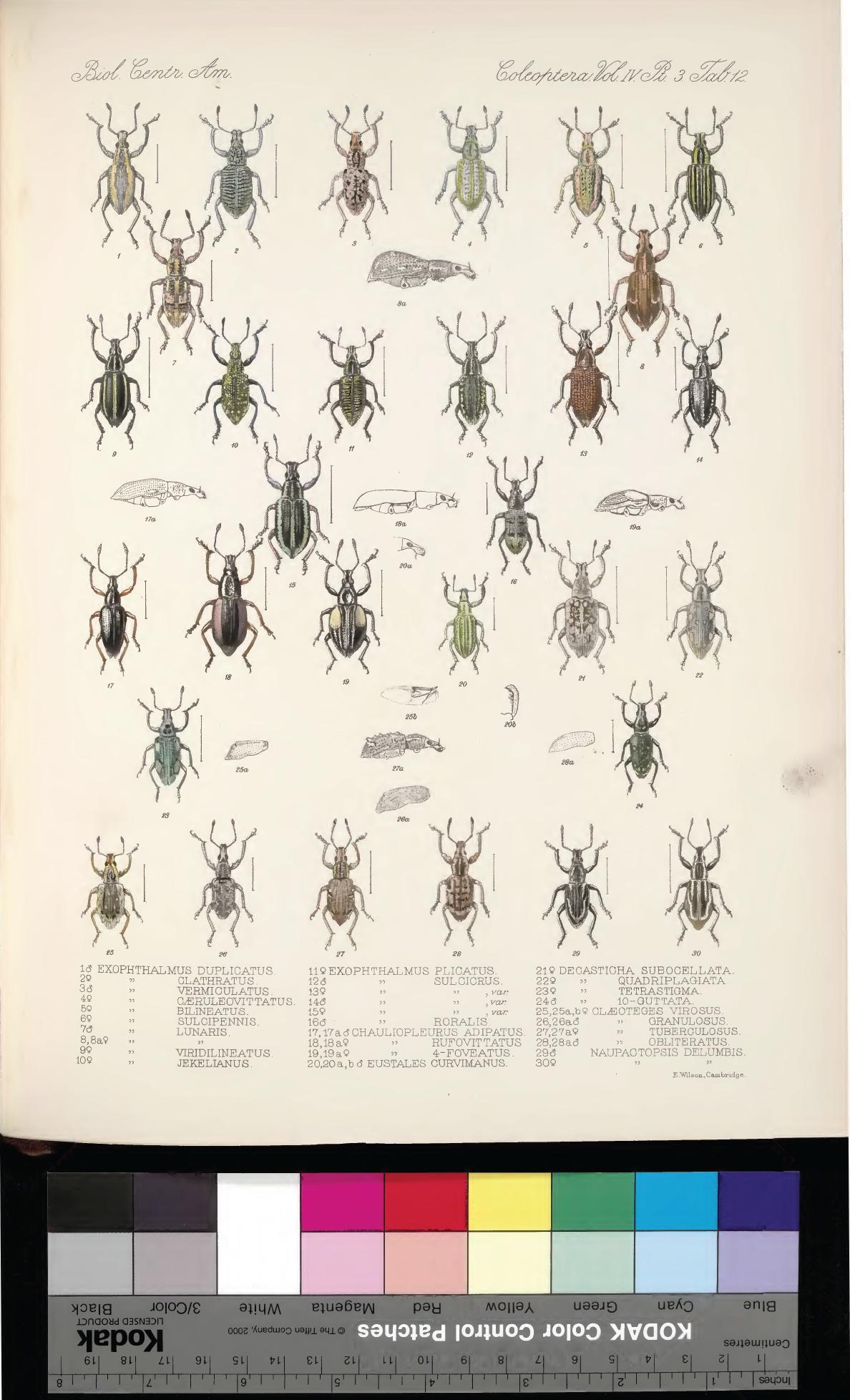 Plate from Biologia Centrali-Americana